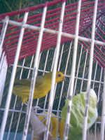Pajarito