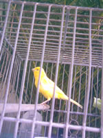 pajarito2
